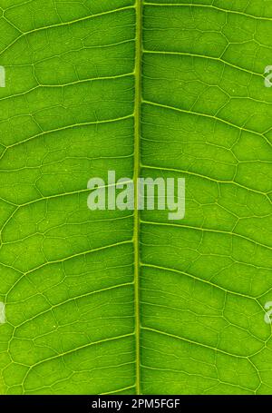 Primo piano scatto macro di dettagli e vene in una foglia verde brillante. Foto Stock