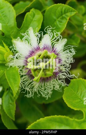 Fiore di passione o granadilla con foglie verdi primo piano sfondo Foto Stock