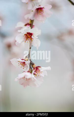Bell'albero di mandorle che fiorisce nel giardino Foto Stock