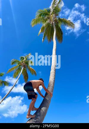 Vista dal basso dell'uomo che arrampica la palma Foto Stock