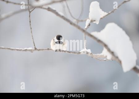 In inverno, un chickadee con una calotta nera si aggancia su un ramo innevato Foto Stock