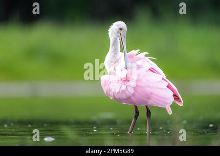 Roseate Spoonbill (Platalea ajaja) preening Foto Stock