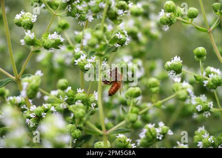 Ape al miele su Oregano fiorente Foto Stock
