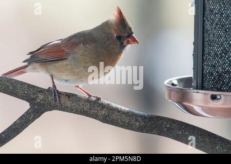 Cardinale settentrionale, Cardinalis cardinalis, su ramo e alimentatore in cerca di cibo, Brownsburg, Quebec, Canada Foto Stock