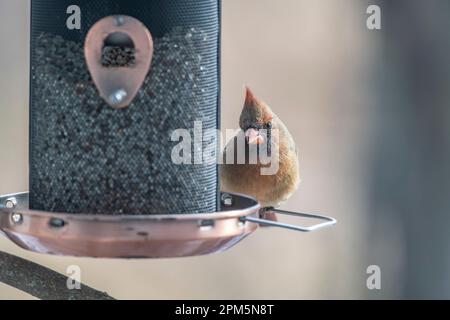 Cardinale settentrionale, Cardinalis cardinalis, su ramo e alimentatore in cerca di cibo, Brownsburg, Quebec, Canada Foto Stock