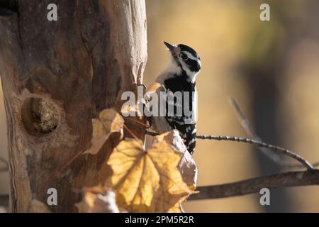 Picchio rovente, Dryobates pubescens, su un albero alla ricerca di cibo. Foto Stock
