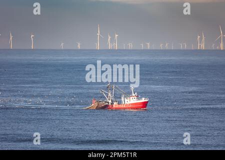 Una taglierina con reti di trascinamento sollevate sul Mare del Nord con turbine eoliche sullo sfondo Foto Stock