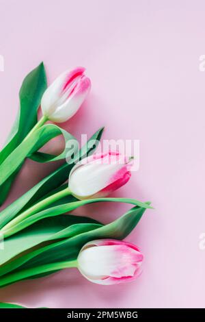 Tre fiori di tulipano su sfondo rosa. Concetto di primavera, biglietto d'auguri. Vista dall'alto, disposizione piatta. Foto Stock