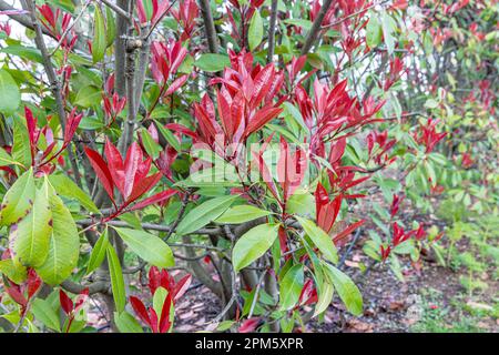 Photinia Rosa croccante. Nome latino : Photinia serratifolia Pink croccante. Giovane albero cime foglie di Photinia serratifolia, nuovo morbido picco rosso e verde in Foto Stock