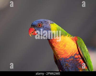 Rainbow Lorikeet, Trichoglossus moluccanus ritratto che mostra belle piume colorate con spazio copia. Foto Stock