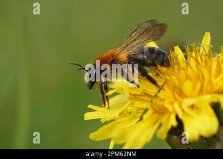 Primo piano naturale su un'ape da miniera grigiastra, Andrena nitida, pronta per il decollo forma un fiore giallo di dente di leone Foto Stock