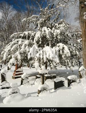 Tree and tombstones in a old cemetery snow covered following storm Foto Stock