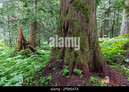 Alberi di cedro occidentale e felci all'interno dell'antica foresta della Fraser River Valley vicino a Prince George, British Columbia, Canada. Foto Stock