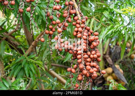 La frutta Aguaje (Mauritia flexuosa) è ampiamente coltivata nel bacino del fiume Amazzonia peruviano Foto Stock