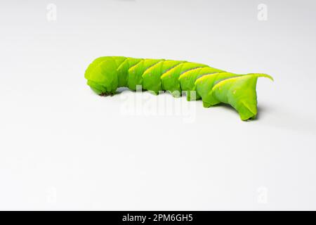 bruco grumoso verde isolato su sfondo bianco. Baco di pomodoro isolato caterpillar Foto Stock