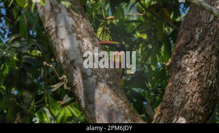 vista frontale di un aracari fiero-fatturati in un albero a manuel antonio Foto Stock