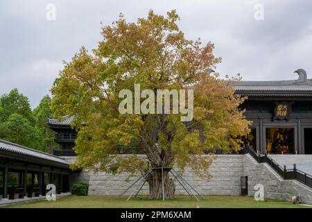 HONG KONG SAR, CINA. APRILE 11th, 2023. Foto del monastero di TSZ Shan Jayne Russell/ immagine d'archivio di Alamy Foto Stock