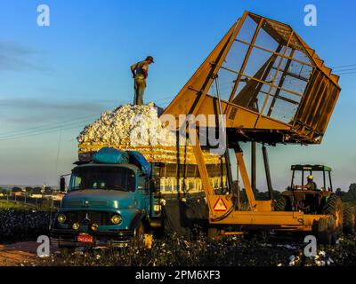 Sao Paulo, SP, Brasile, 10 maggio 2005. La raccoglitrice di cotone scarica il prodotto da un autocarro in un'azienda agricola Foto Stock