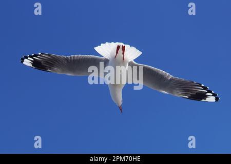 Vista ad angolo basso di un gabbiano ad alto volo contro il cielo blu Foto Stock