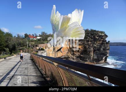 Cockatoo in Hot Pursuit di una persona sulla loro passeggiata mattutina Foto Stock