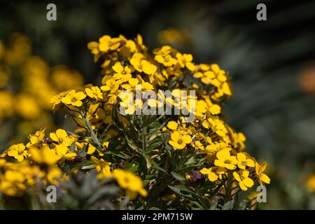 Primo piano di fiori di girello Erysimum cheiri 'polvere d'oro' in un giardino in primavera Foto Stock