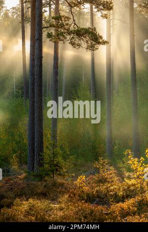 Sole che arriva attraverso la foresta Foto Stock