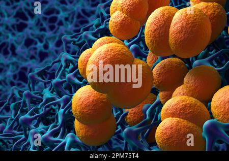 Neisseria meningitidis (meningococco) batterie nel cervello (infezione da meningite) – 3D illustrazione Vista closeup Foto Stock