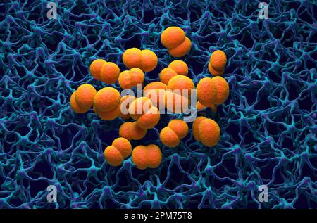 Neisseria meningitidis (meningococco) batterie nel cervello (infezione da meningite) - 3D illustrazione vista isometrica Foto Stock
