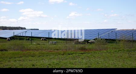 Il pannello solare produce energia ecologica con pecore Foto Stock