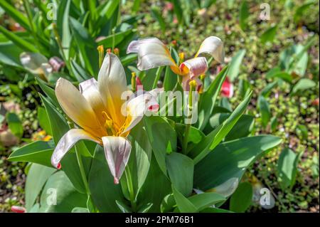 Odessa, Ucraina 10.04.2023. Piante e fiori nel Giardino Botanico di Odessa, in una soleggiata giornata primaverile Foto Stock