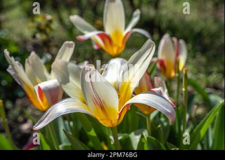 Odessa, Ucraina 10.04.2023. Piante e fiori nel Giardino Botanico di Odessa, in una soleggiata giornata primaverile Foto Stock