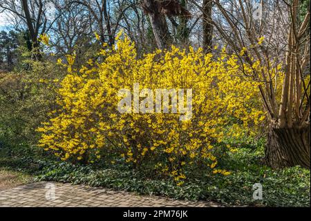 Odessa, Ucraina 10.04.2023. Piante e fiori nel Giardino Botanico di Odessa, in una soleggiata giornata primaverile Foto Stock