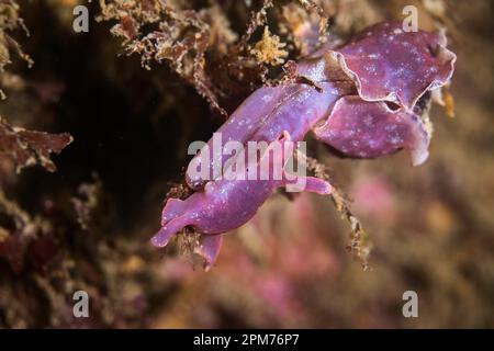 Lepre nana (Aplysia parvula) di colore rosso-marrone sulla barriera corallina sott'acqua Foto Stock