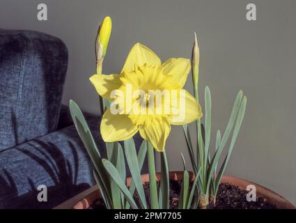 il sole della mattina presto illumina uno scintillante fiore giallo del daffodil e due germogli con un divano blu e una parete bianca sullo sfondo Foto Stock