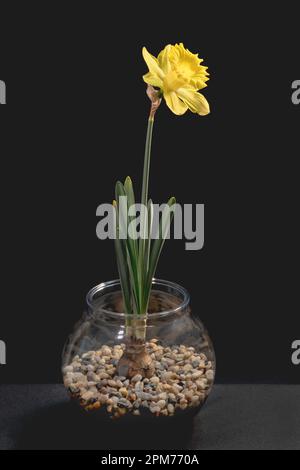 singolo daffodil giallo brillante che cresce in una ciotola di pesce in ghiaia naturale marrone e beige su sfondo grigio scuro e nero Foto Stock