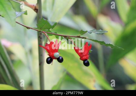 Ochna serrulata o ochna carnevale, macchia dell'occhio dell'uccello, pianta del topo della Topolino o macchia del topo della Topolino Foto Stock