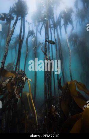 Foresta di kelp con alti gambi che raggiungono la superficie dell'acqua in lontananza con alcuni pesci Foto Stock