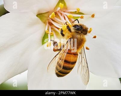 Fiori di mandorla primo piano. Rami fioriti di un mandorlo in un frutteto. Bee raccoglie nettare e impollinati alberi fioriti primavera precoce. Foto Stock