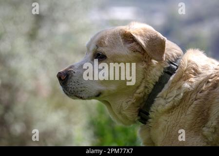 Un anziano Labrador Retriever di 13 anni in piedi e guardando lontano Foto Stock