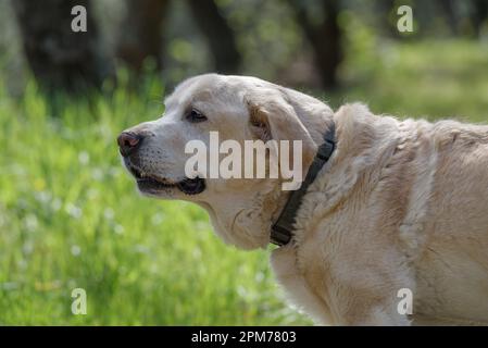 Un anziano Labrador Retriever di 13 anni in piedi e guardando lontano Foto Stock