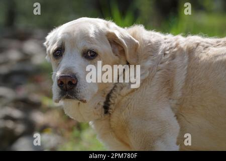 Ritratto di labrador retriever cane anziano guardando la fotocamera Foto Stock