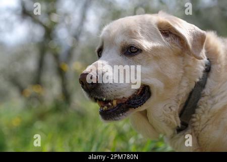 Un anziano Labrador Retriever di 13 anni in piedi e guardando lontano Foto Stock