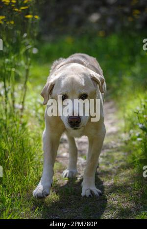 Un anziano Labrador Retriever di 13 anni che cammina nella zona boscosa Foto Stock