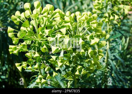 Fiore verde sprigion fiori e petali sul prato. Natura astratta e tessuti erbacei Foto Stock