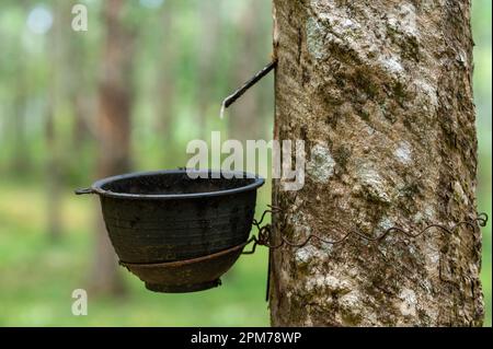 estrazione del lattice in siringa. Lattice raccogliere in tazza di plastica. Materia prima del lattice. Piantagione per l'estrazione di lattice naturale da alberi di gomma Foto Stock