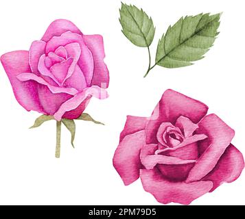 Rosa rosso acquerello. Illustrazione floreale disegnata a mano. Foto Stock