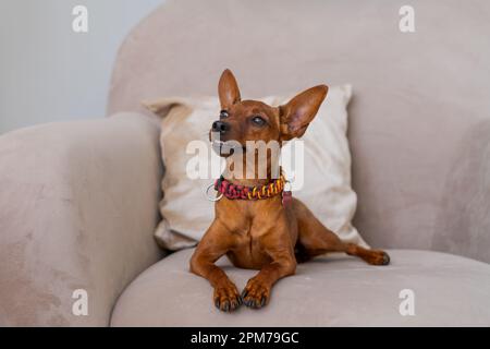 Il Pinscher marrone in miniatura si erge sullo sfondo di un letto e di una finestra. Emozioni di cani. Animale domestico di razza pura. Foto di alta qualità. PET come membro della famiglia Foto Stock