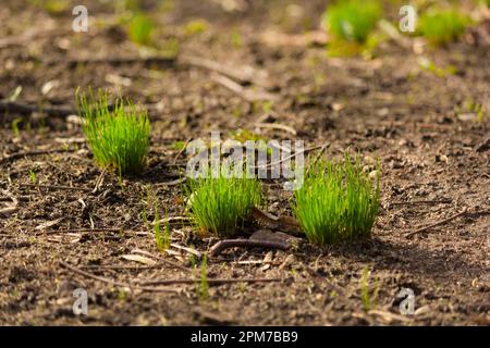 All'inizio della primavera, l'erba giovane cresce in grappoli nel parco Foto Stock