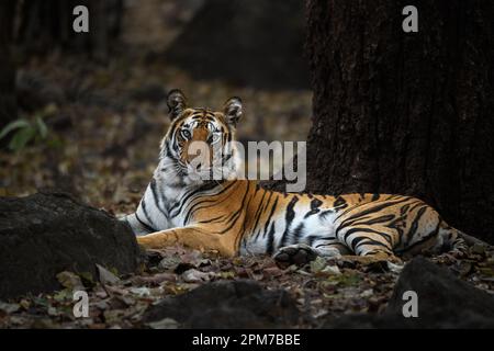Un ritratto a corpo pieno di una tigre di Bandhavgarh seduta su lettiera di foglie in una serata estiva Foto Stock