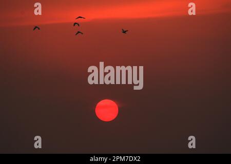 Bhopal, stato indiano di Madhya Pradesh. 11th Apr, 2023. Gli uccelli volano su un lago al tramonto a Bhopal, la capitale dell'India Madhya Pradesh stato, 11 aprile 2023. Credit: Str/Xinhua/Alamy Live News Foto Stock